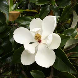 Magnolia, Southern